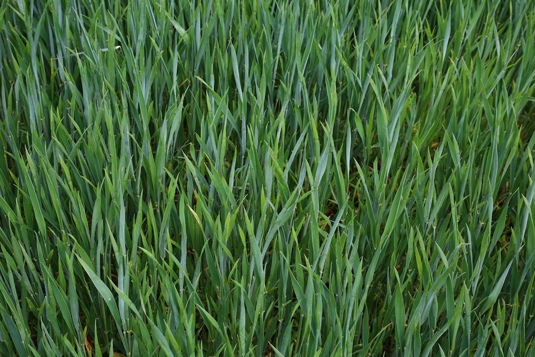 Commercial landscaping turf