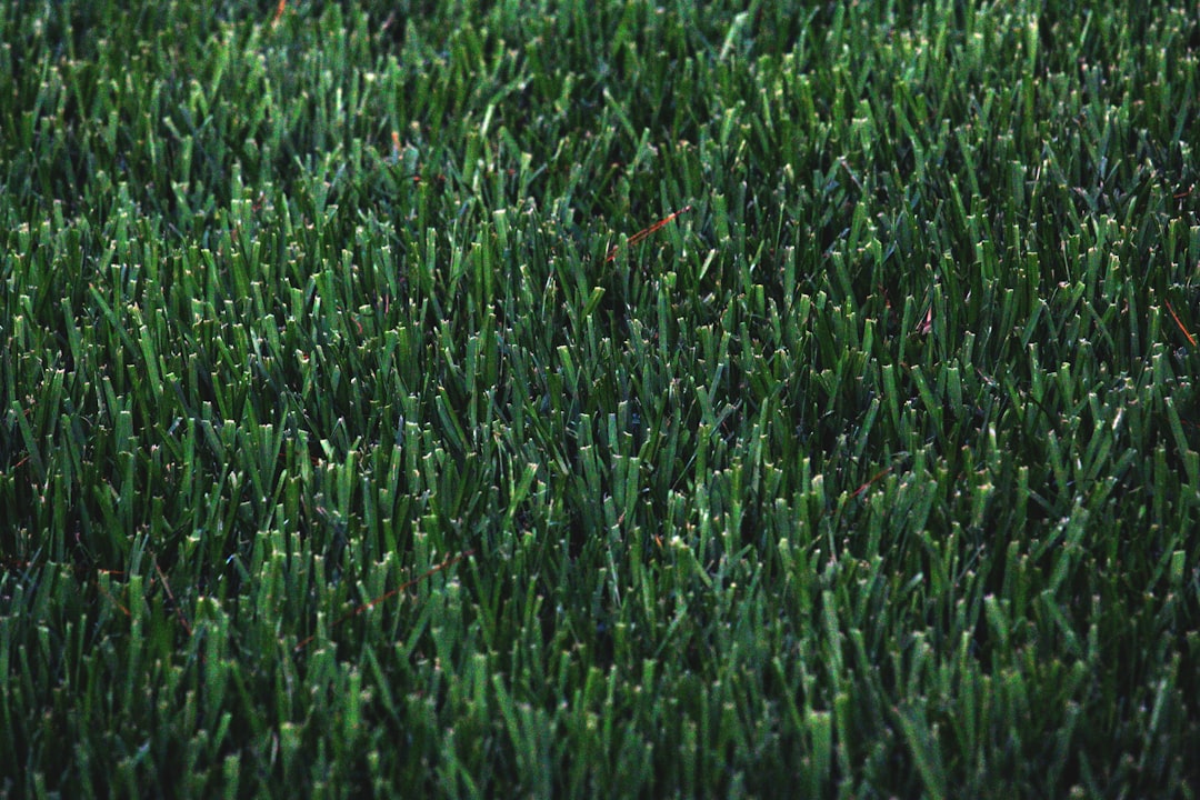 Commercial turf close-up
